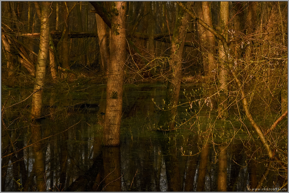 bei hohem Wasserstand... Meerbusch *Lanker Bruch*, sumpfiger Bruchwald im Bereich einer vor Jahrhunderten verlandeten Rheinschlinge, Altrhein