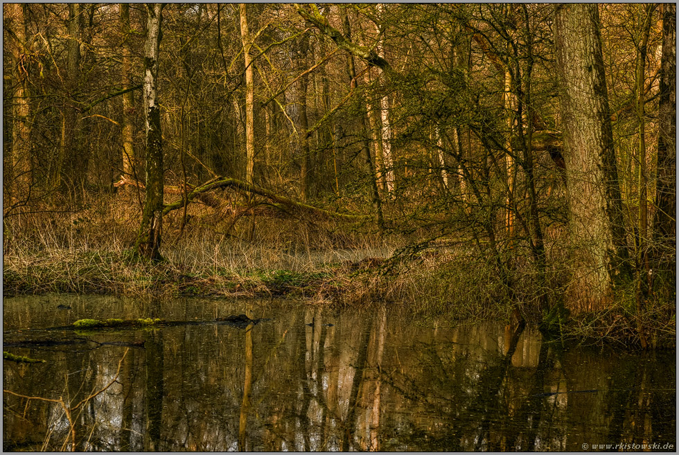 wertvolles Stillgewässer... Meerbusch *Lanker Bruch*, sumpfiger Auwald, Erlenbruchwald, stehendes Gewässer im Bereich einer vor Jahrhunderten verlandeten Rheinschlinge, Altrhein