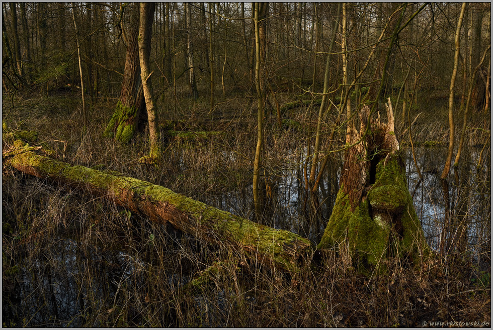 Vergänglichkeit... Meerbusch *Lanker Bruch*, sumpfiger Bruchwald, Erlenbruchwald, natürliches Totholz, umgestürzter Baum im Bereich einer vor Jahrhunderten verlandeten Rheinschlinge, Altrhein