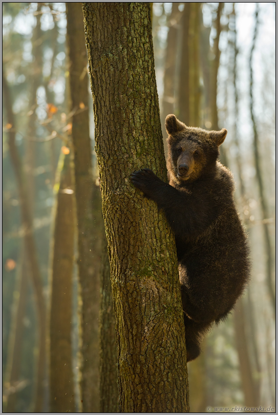 oben im Baum... Europäischer Braunbär *Ursus arctos*, junger Bär klettert an einem Baum herab