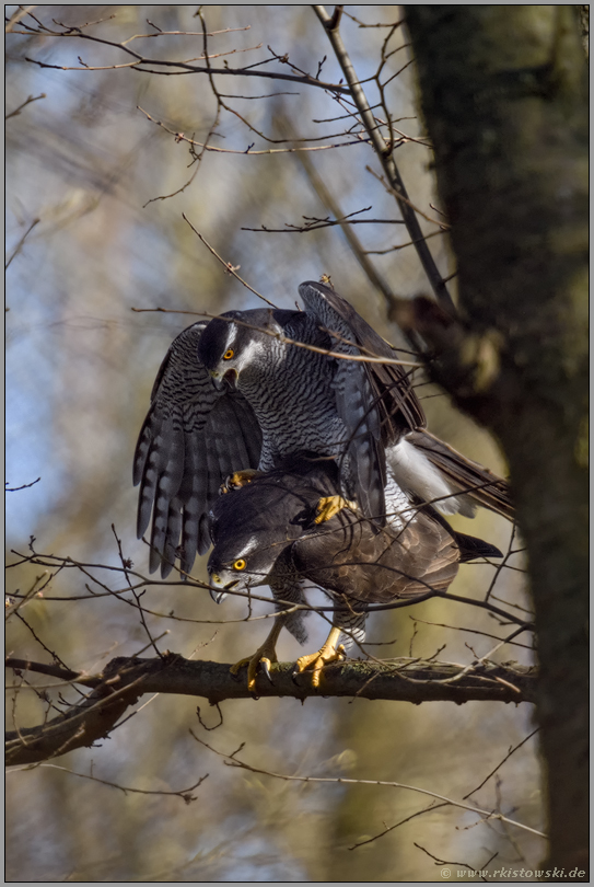 bei der Paarung... Habicht *Accipiter gentilis*, kopulierendes Habichtpärchen im Wald