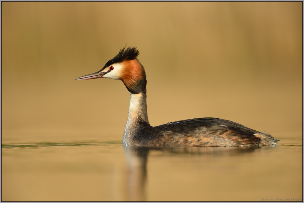 goldenes Licht... Haubentaucher *Podiceps cristatus* bei untergehender Sonne, stimmungsvolle Ruhe