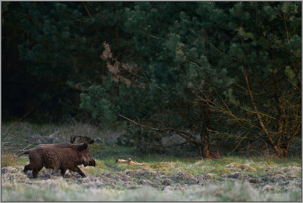 immer auf der Suche... Wildschwein *Sus scrofa* am Waldrand bei der Nahrungssuche auf einer Wildwiese