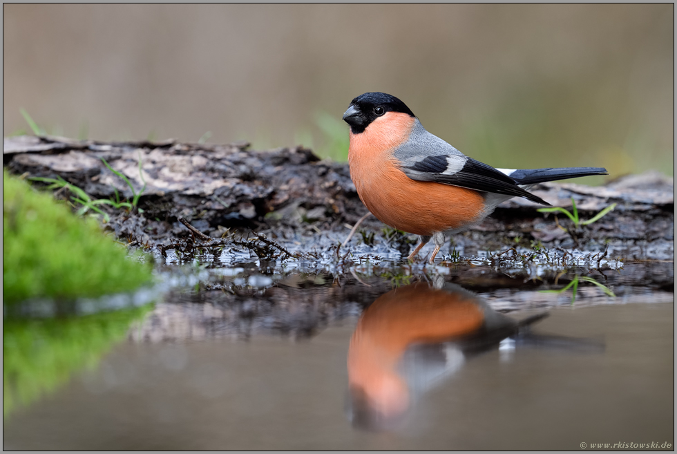 Prachtkerl... Gimpel *Pyrrhula pyrrhula* oder auch Dompfaff im Sommerkleid an einer Wasserstelle, Spiegelung