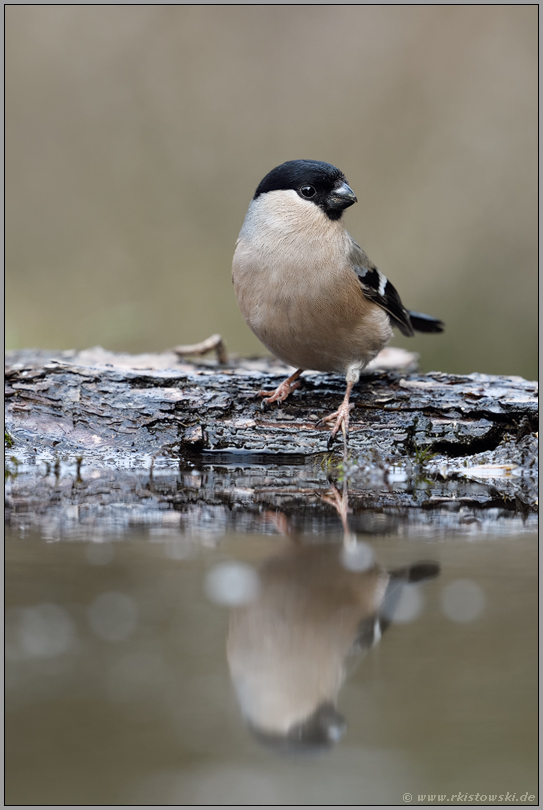 dezent... Gimpel *Pyrrhula pyrrhula* oder auch Dompfaff, weiblciher Altvogel im Sommerkleid an einer Wasserstelle, Spiegelung