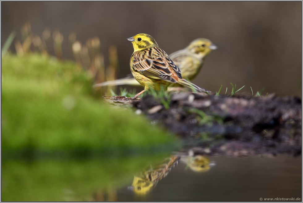 gemeinsam unterwegs... Goldammer *Emberiza citrinella*, Pärchen an der Wasserstelle, er vorn, sie hinter ihm