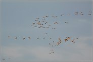 Begegnung... Kraniche *Grus grus*