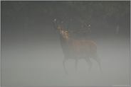 König des Waldes... Rothirsch *Cervus elaphus*