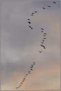 Flugformation... Kraniche *Grus grus*