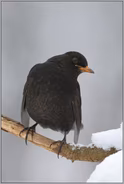 wohlbekannt... Amselhahn *Turdus merula*
