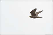 rufend... Wanderfalke *Falco peregrinus*