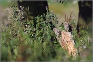 unter Schutz... Steinkauz *Athene noctua*