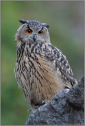 um die Ecke... Europäischer Uhu *Bubo bubo*