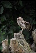 reviertreu... Steinkauz *Athene noctua*