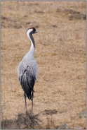 einzigartig "Vogel des Jahres 1978"... Grauer Kranich *Grus grus*