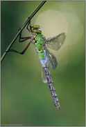 geheimnisvoll... Königslibelle *Anax imperator*