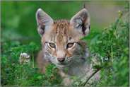 auf Entdeckungstour... Eurasischer Luchs *Lynx lynx*