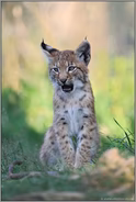 herzig... Eurasischer Luchs *Lynx lynx*