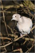 Einwanderer... Türkentaube *Streptopelia decaocto*