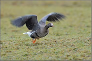 Abflug... Blässgans *Anser albifrons*