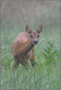 Einzelgänger... Reh *Capreolus capreolus*