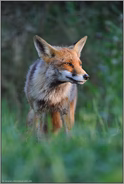 am Fuchspass... Rotfuchs *Vulpes vulpes*