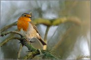 heimisch "Vogel des Jahres 1992"... Rotkehlchen *Erithacus_rubecula