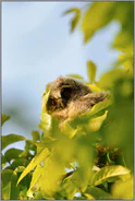 mit großen Augen... Waldohreulenästling *Asio otus*