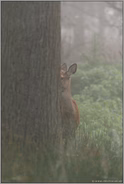 kuckidiguck... Rotwild *Cervus elaphus*
