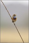 Frühheimkehrer... Blaukehlchen *Luscinia svecica*