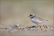 bescheiden... Sandregenpfeifer *Charadrius hiaticula*