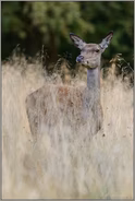 die Frau vom Rothirsch... Rotwild *Cervus elaphus*