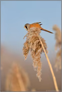 im Schilf... Bartmeise *Panurus biarmicus*