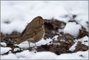 später Schnee... Singdrossel *Turdus philomelos*