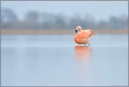 Prachtgefieder... Chileflamingo *Phoenicopterus chilensis*