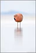 trübes Wetter... Chileflamingo *Phoenicopterus chilensis*