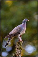 Lichtreflexe... Ringeltaube *Columba palumbus*