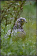 am Boden... Wespenbussard *Pernis apivorus*