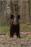 Aug' in Aug'... Wildschwein *Sus scrofa*
