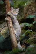 am Kratzbaum... Europäische Wildkatze *Felis silvestris*