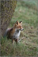 am Baum... Rotfuchs *Vulpes vulpes*