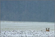draußen im Feld... Feldhasen *Lepus europaeus*