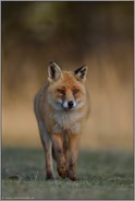 herannahend... Rotfuchs *Vulpes vulpes*