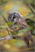 versteckt im Herbstlaub... Raufusskauz *Aegolius funereus*