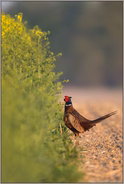 unschlüssig... Jagdfasan *Phasianus colchicus*