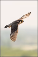 hoch oben... Wanderfalke *Falco peregrinus*