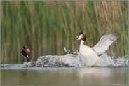 heftige Auseinandersetzung... Haubentaucher *Podiceps cristatus*