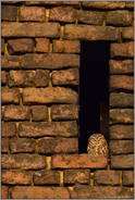 kleine Eule... Steinkauz *Athene noctua*