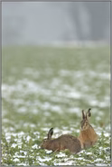 Mümmelmänner... Feldhase *Lepus europaeus*