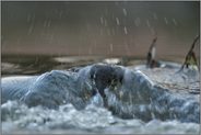 gegen die Strömung... Wasseramsel *Cinclus cinclus* taucht unter Wasser